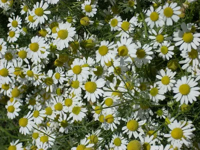 Chamomile